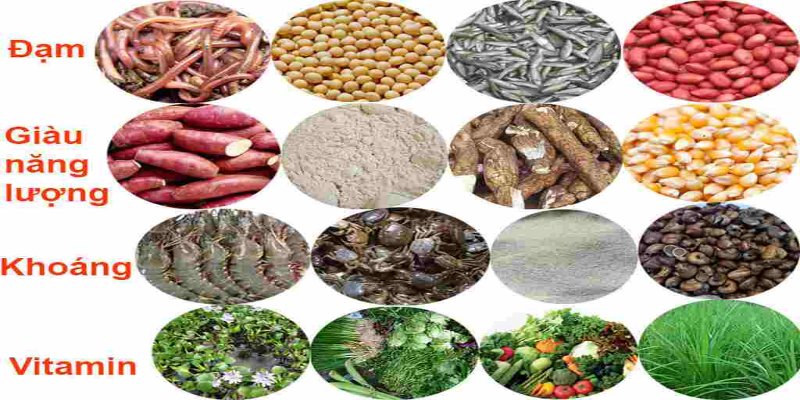 Chế độ ăn uống cho gà đá ảnh hưởng tới sức khỏe và kỹ năng chiến đấu